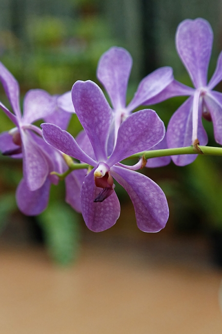 Kandy-Botanical garden-087